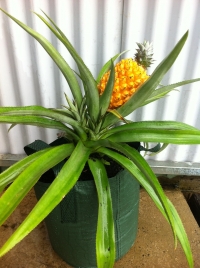 Ananas - tropski detalj u domu
