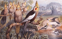 Nimfa - mali kakadu