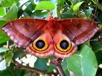 Lažne oči na krilima leptira - odbrana od predatora