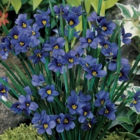 Mini iris - plavooka trava