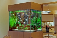 Akvarijum u enterijeru doma