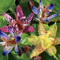 Tricyrtis - divlja orhideja