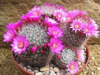 Mamilarija - bradavičasti kaktus