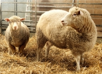 Doli - prva klonirana ovca na svetu 
