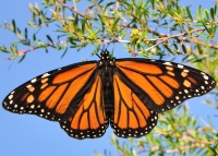 Leptir monarh - kraljevski leptir