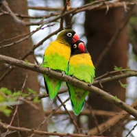 Personata - maskirani ljubavni papagaj