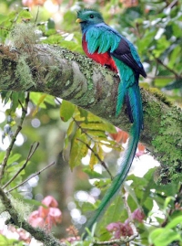Dugorepi kvecal - ptica upadljivo zelenog i crvenog perja  