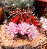 Gymnocalycium mihanovichii - mesečev kaktus  