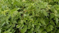 Ampelopsis orientalis - sobna loza