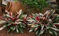 Stromanta - šareni cvetni prekrivač