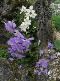 Natalijina ramonda - vaskršnji cvet