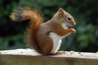 Veverica - radoznala vragolanka