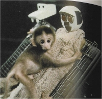 Hari Harlou - Istraživanje na bebama majmunima