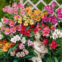 Alstroemeria - peruanski ljiljan 