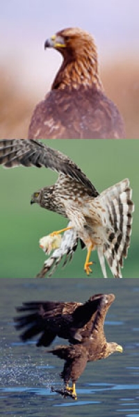 Ptice grabljivice - prirodni predatori 