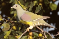 Papagajski golub - zeleno-žuti golub 