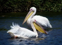 Ružičasti pelikan - veliki beli pelikan 
