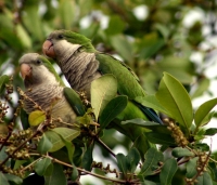 Kaluđerica - monah papagaj