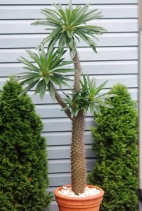 Madagaskarska palma - Pachypodium lamerei