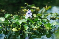 Eichhornia crassipes - vodeni zumbul