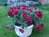 Kineski karanfil - Dianthus chinensis