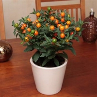Solanum pseudocapsicum - zimska trešnja 