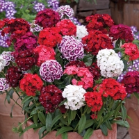 Turski karanfil - Dianthus barbatus