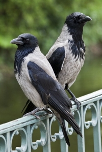 Siva vrana - prilagodljiva ptica