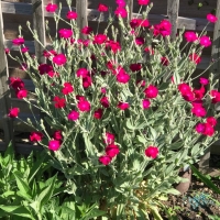 Lychnis coronaria - koronaria karanfil