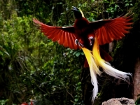 Rajska ptica - najatraktivnija ptica na Zemlji