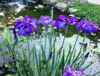 Iris ensata - japanski iris