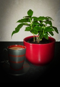 Biljka kafa - Coffea