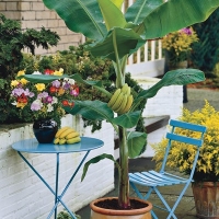 Patuljasta banana - egzotičan detalj u domu