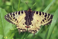 Đurđevdanski leptir
