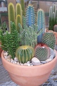 Kaktus - bodljikava elegancija