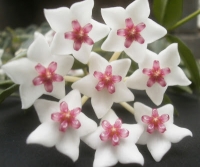 Voštani cvet - Hoya carnosa