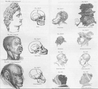 Samjuel Morton - Merenja ljudskih lobanja kao osnova teorije rasizma