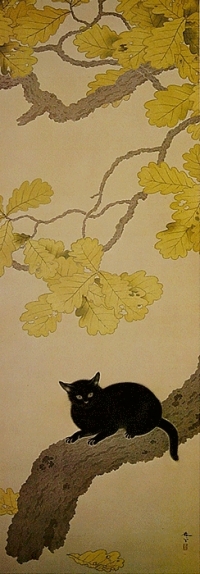 Crna mačka kao znak sreće