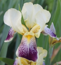 Iris - perunika
