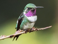 Neke zanimljivosti o kolibrijima