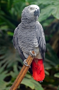 Afrički sivi papagaj - žako