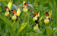 Gospina papučica - najlepša evropska orhideja
