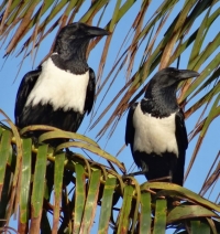 Afrička vrana - šarena vrana 