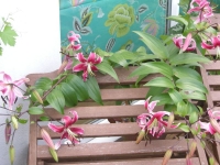 Lilium speciosum - japanski ljiljan