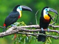 Tukan - ptica ogromnog kljuna i jarkih boja