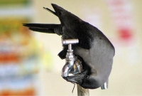 Vrana - inteligentna graktalica