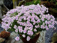 Iberis - tatarsko cveće