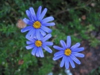 Felicia amelloides - plava bela rada